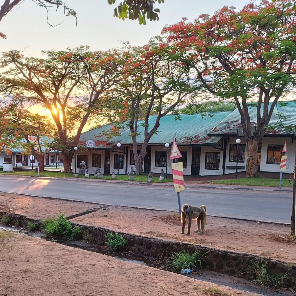 InTravel - Uskomattoman upeat Victorian putoukset Zimbabwessa Paviaani aamuauringossa Victoria Fallsin kylässä | Victorian putoukset Zimbabwessa | InTravel blogi