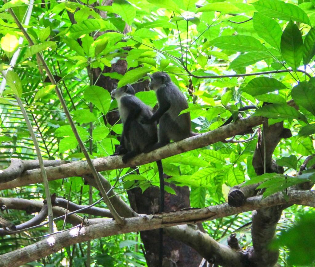 Apinoita Jozani Forestissa | Sansibar ja Dar es Salaam, Tansania | InTravel