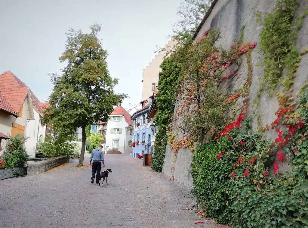 Housesitting | Koiravahteina Saksan Engenissa | InTravel Blogi